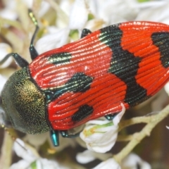 Castiarina delectabilis at Wallaroo, NSW - suppressed