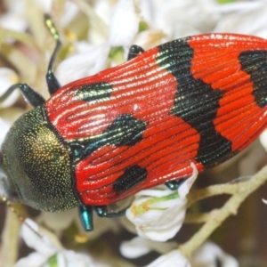 Castiarina delectabilis at Wallaroo, NSW - suppressed