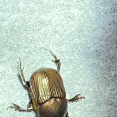Onitis sp. (genus) (Onitis dung beetle) at Majura, ACT - 6 Feb 2021 by Ghostbat