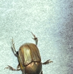 Onitis sp. (genus) (Onitis dung beetle) at Majura, ACT - 7 Feb 2021 by FeralGhostbat