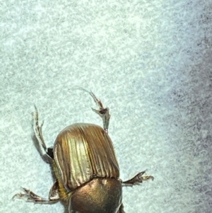 Onitis sp. (genus) at Majura, ACT - 7 Feb 2021 04:51 AM