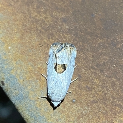 Armactica conchidia (Conchidia Moth) at Majura, ACT - 7 Feb 2021 by FeralGhostbat