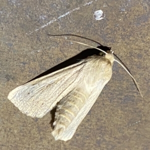 Bathytricha truncata at Majura, ACT - 7 Feb 2021