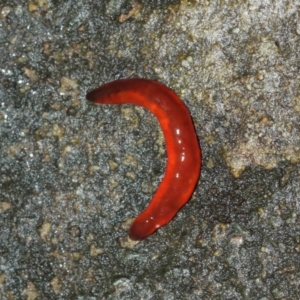 Argonemertes hillii at Acton, ACT - 5 Feb 2021 01:54 PM