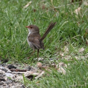 Malurus cyaneus at East Albury, NSW - 6 Feb 2021