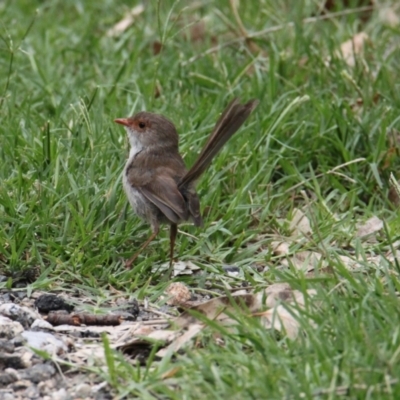 Malurus cyaneus (Superb Fairywren) at East Albury, NSW - 6 Feb 2021 by PaulF