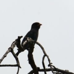 Eurystomus orientalis (Dollarbird) at Albury - 6 Feb 2021 by PaulF