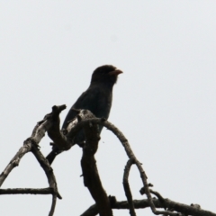 Eurystomus orientalis (Dollarbird) at - 6 Feb 2021 by PaulF