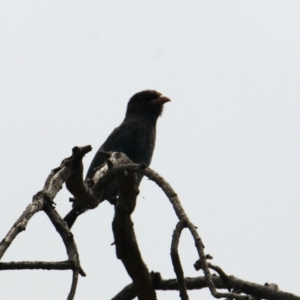 Eurystomus orientalis at Mungabareena - 6 Feb 2021 01:20 PM