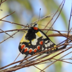 Delias aganippe (Spotted Jezebel) at Kambah, ACT - 6 Feb 2021 by MatthewFrawley