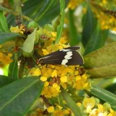 Nyctemera amicus (Senecio or Magpie moth) at Kambah, ACT - 6 Feb 2021 by MatthewFrawley