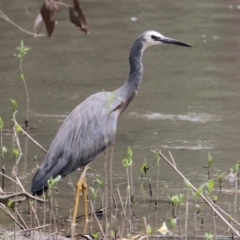 Egretta novaehollandiae (White-faced Heron) at Albury - 6 Feb 2021 by PaulF