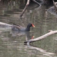 Gallinula tenebrosa (Dusky Moorhen) at Albury - 6 Feb 2021 by PaulF