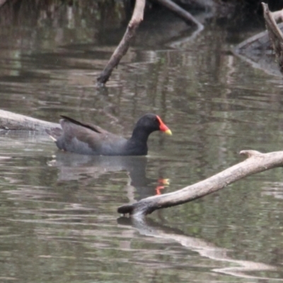 Gallinula tenebrosa (Dusky Moorhen) at East Albury, NSW - 6 Feb 2021 by PaulF