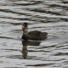 Anas superciliosa (Pacific Black Duck) at Albury - 6 Feb 2021 by PaulF