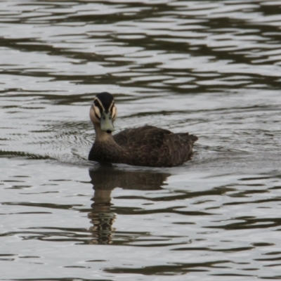 Anas superciliosa (Pacific Black Duck) at Albury - 6 Feb 2021 by PaulF