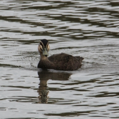 Anas superciliosa (Pacific Black Duck) at East Albury, NSW - 6 Feb 2021 by PaulF