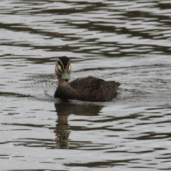 Anas superciliosa (Pacific Black Duck) at East Albury, NSW - 6 Feb 2021 by PaulF