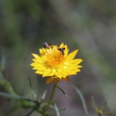 Geron nigralis (Slender bee fly) at Cook, ACT - 18 Jan 2021 by Tammy