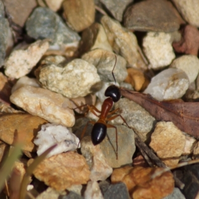 Camponotus consobrinus (Banded sugar ant) at Acton, ACT - 6 Mar 2018 by Tammy