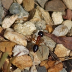 Camponotus consobrinus (Banded sugar ant) at Acton, ACT - 6 Mar 2018 by Tammy