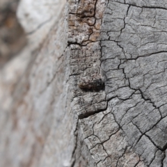 Chalcididae (family) (Unidentified chalcid wasp) at Cook, ACT - 3 Feb 2021 by Tammy