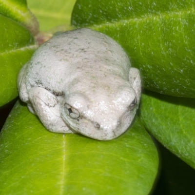 Litoria peronii (Peron's Tree Frog, Emerald Spotted Tree Frog) at Googong, NSW - 5 Feb 2021 by WHall