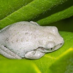 Litoria peronii at Googong, NSW - 5 Feb 2021