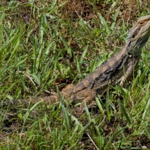 Pogona barbata at Googong, NSW - 6 Feb 2021