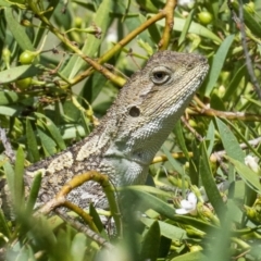 Amphibolurus muricatus (Jacky Lizard) at Googong, NSW - 6 Feb 2021 by WHall