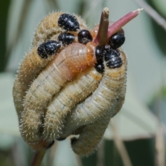 Pseudoperga sp. (genus) (Sawfly, Spitfire) at Googong, NSW - 6 Feb 2021 by WHall