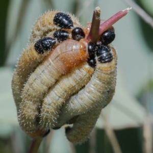Pseudoperga sp. (genus) at Googong, NSW - 6 Feb 2021