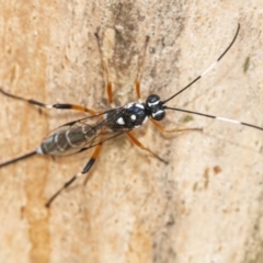 Xanthocryptus novozealandicus (Lemon tree borer parasite wasp) at QPRC LGA - 6 Feb 2021 by WHall