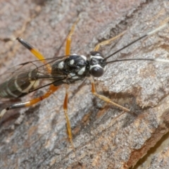 Xanthocryptus novozealandicus at Googong, NSW - 6 Feb 2021 01:44 PM