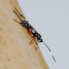 Xanthocryptus novozealandicus at Googong, NSW - 6 Feb 2021 01:44 PM