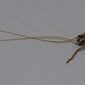 Gryllacrididae (family) at Googong, NSW - 4 Feb 2021 07:45 AM