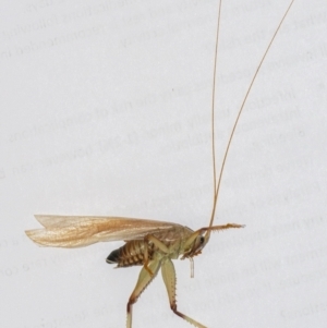 Gryllacrididae (family) at Googong, NSW - 4 Feb 2021 07:45 AM