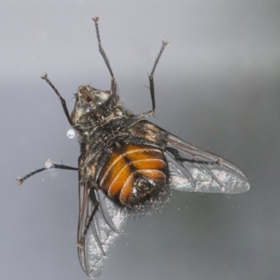 Rutilia (Donovanius) sp. (genus & subgenus) (A Bristle Fly) at Googong, NSW - 5 Feb 2021 by WHall