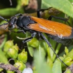 Calopompilus sp. (genus) (Spider wasp) at Googong, NSW - 6 Feb 2021 by WHall