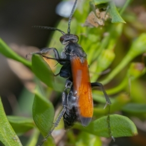 Priocnemis sp. (genus) at QPRC LGA - 6 Feb 2021