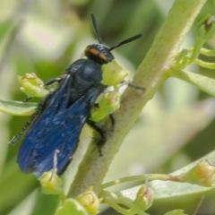 Scolia (Discolia) verticalis (Yellow-headed hairy flower wasp) at Googong, NSW - 6 Feb 2021 by WHall