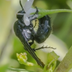 Scolia (Discolia) verticalis at Googong, NSW - 6 Feb 2021