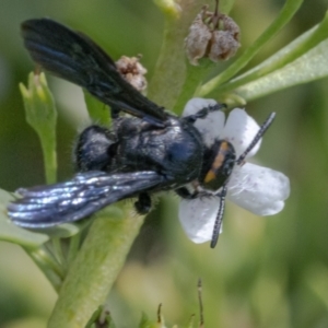 Scolia (Discolia) verticalis at Googong, NSW - 6 Feb 2021