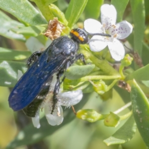 Scolia (Discolia) verticalis at Googong, NSW - 6 Feb 2021