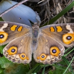 Junonia villida (Meadow Argus) at Googong, NSW - 6 Feb 2021 by WHall