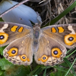 Junonia villida at Googong, NSW - 6 Feb 2021 01:47 PM