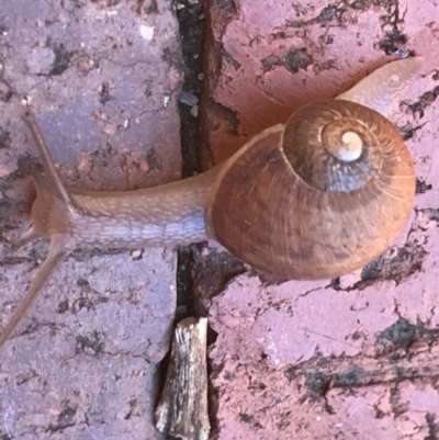 Cornu aspersum (Common Garden Snail) at Garran, ACT - 7 Feb 2021 by Tapirlord