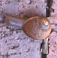 Cornu aspersum at Garran, ACT - 7 Feb 2021