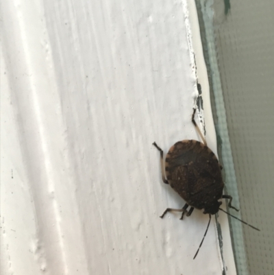 Platycoris rotundatus (A shield bug) at Garran, ACT - 7 Feb 2021 by Tapirlord