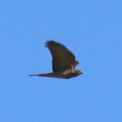 Accipiter cirrocephalus (Collared Sparrowhawk) at Wodonga, VIC - 6 Feb 2021 by Kyliegw
